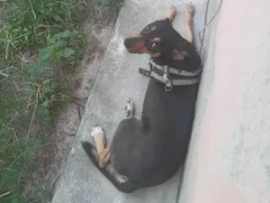 Cachorro raça SRD-ViraLata idade 6 ou mais anos nome Bob