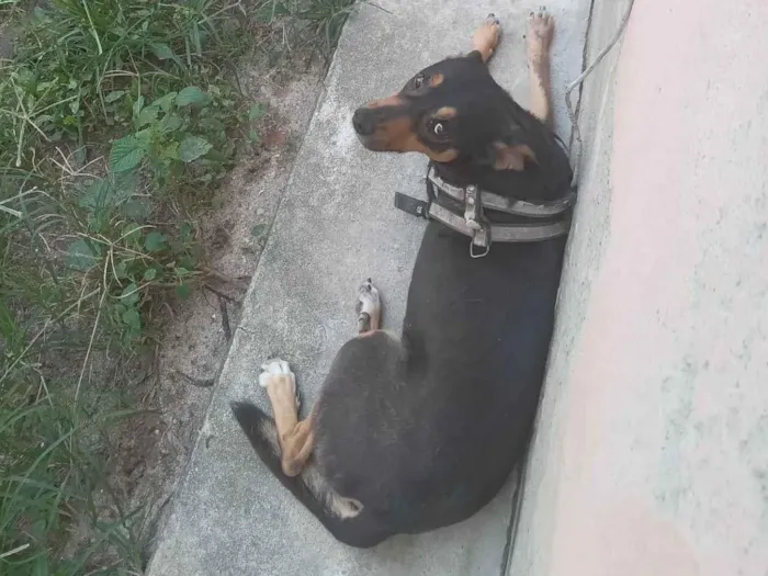 Cachorro ra a SRD-ViraLata idade 6 ou mais anos nome Bob