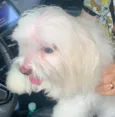 Luca