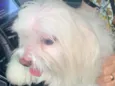 Luca