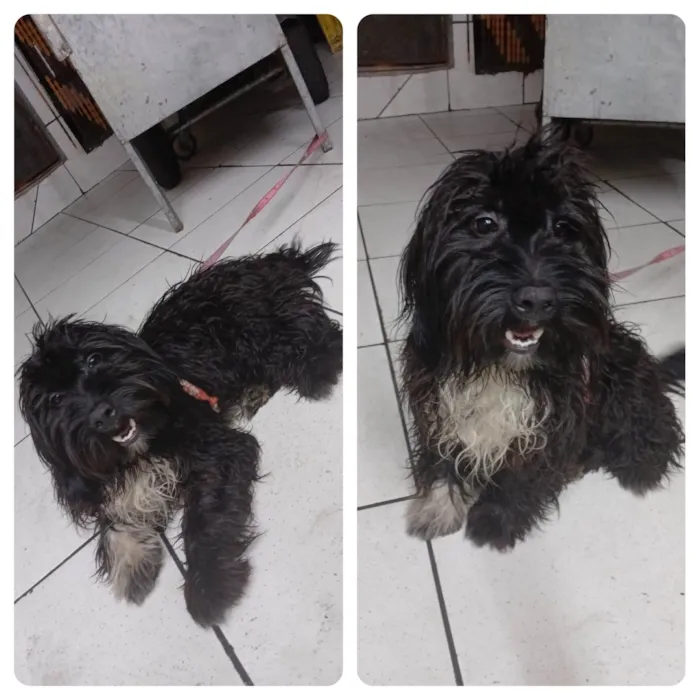 Cachorro ra a SRD-ViraLata idade 2 a 6 meses nome Bob