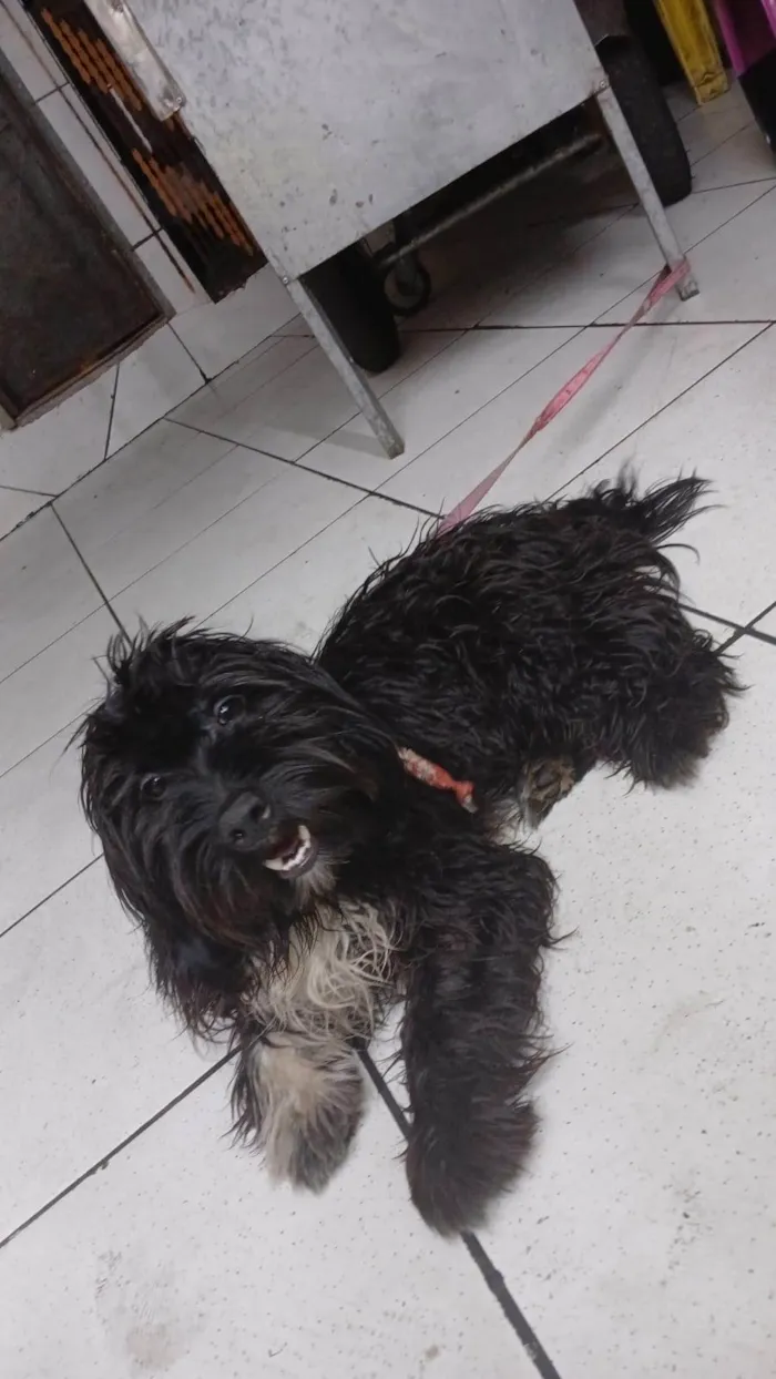 Cachorro ra a SRD-ViraLata idade 2 a 6 meses nome Bob