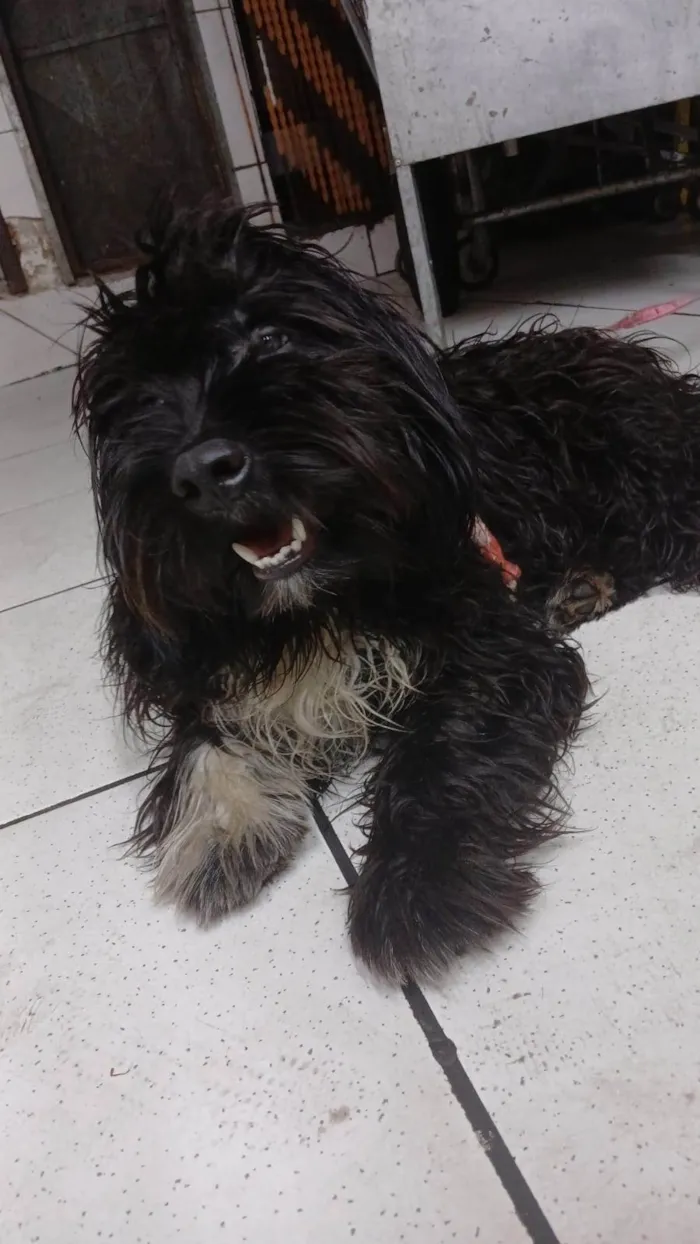 Cachorro ra a SRD-ViraLata idade 2 a 6 meses nome Bob