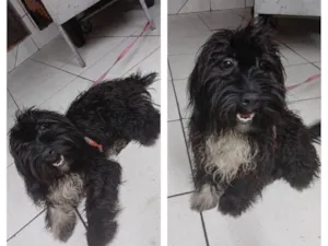 Cachorro raça SRD-ViraLata idade 2 a 6 meses nome Bob