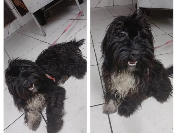 Cachorro ra a SRD-ViraLata idade 2 a 6 meses nome Bob