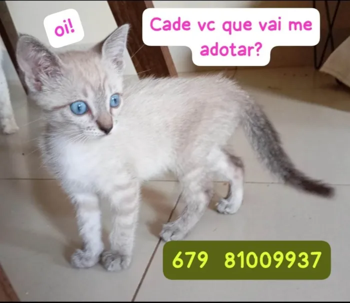 Gato ra a SRD-ViraLata idade Abaixo de 2 meses nome Cinzinha