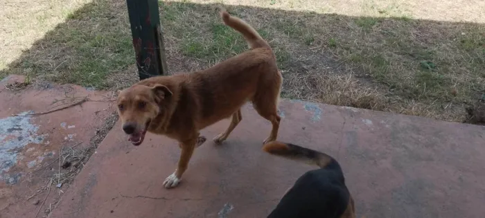 Cachorro ra a SRD-ViraLata idade 4 anos nome Flóki