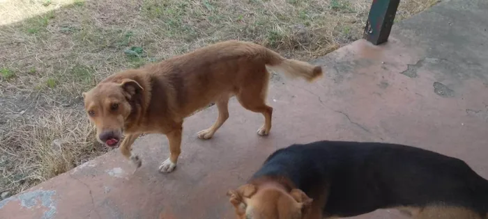 Cachorro ra a SRD-ViraLata idade 4 anos nome Flóki