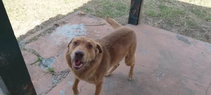 Cachorro ra a SRD-ViraLata idade 4 anos nome Flóki