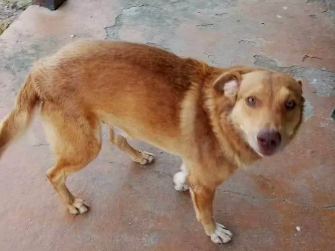 Cachorro ra a SRD-ViraLata idade 4 anos nome Flóki