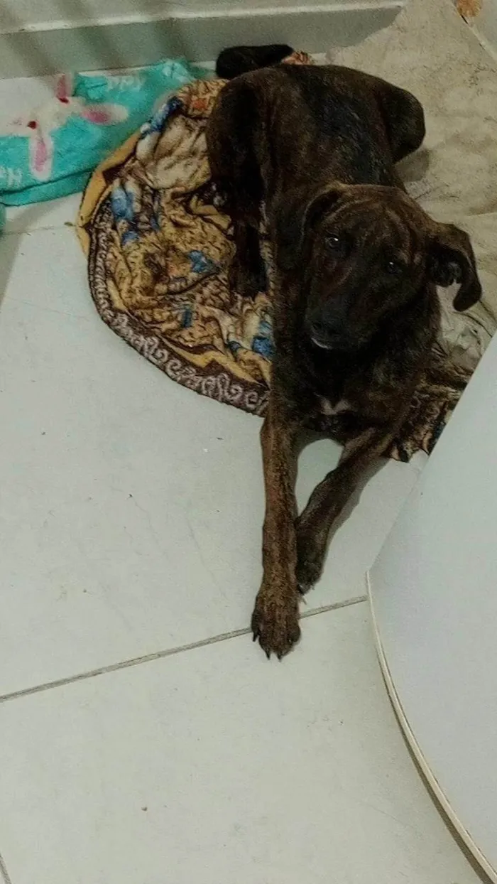 Cachorro ra a SRD-ViraLata idade 7 a 11 meses nome Mel