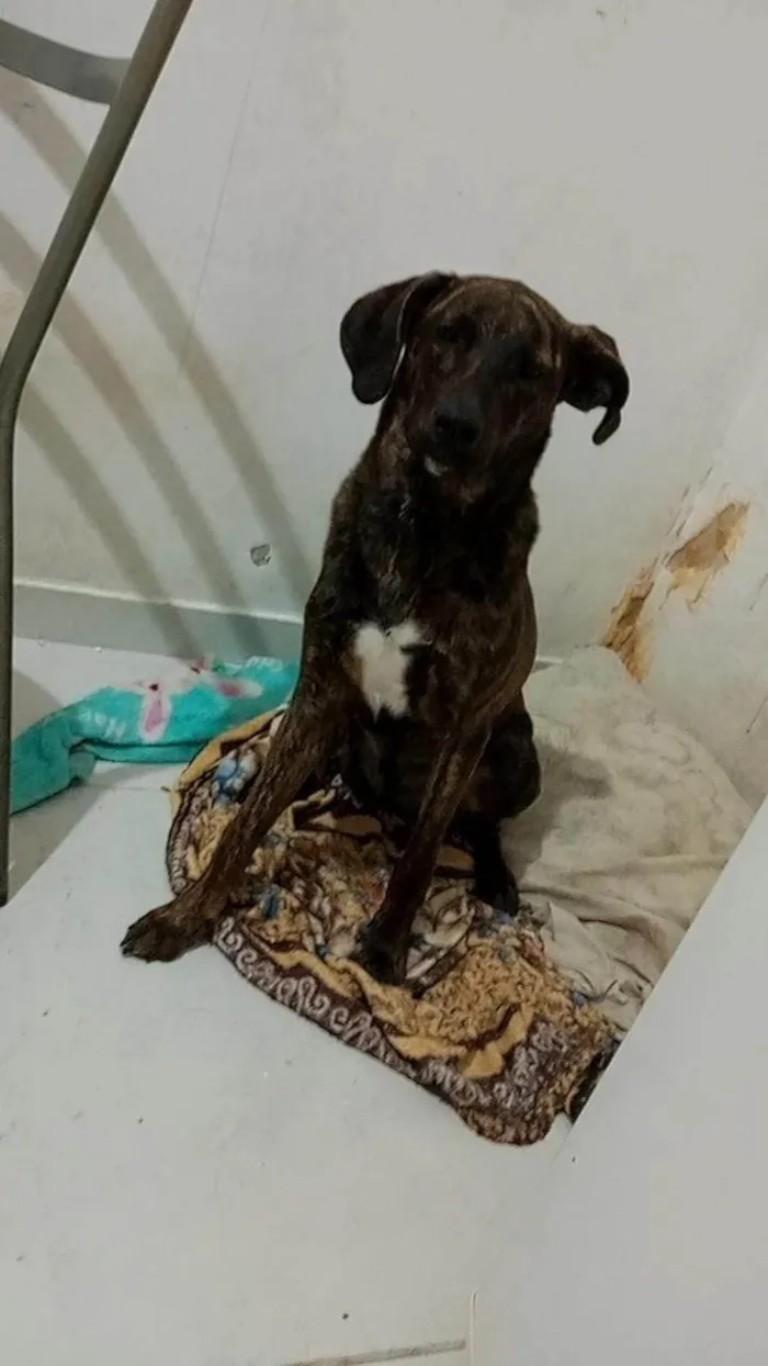 Cachorro ra a SRD-ViraLata idade 7 a 11 meses nome Mel