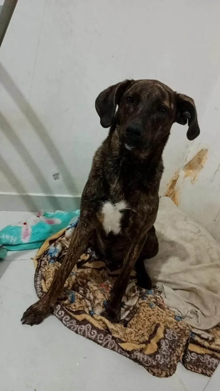 Cachorro ra a SRD-ViraLata idade 7 a 11 meses nome Mel