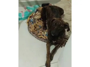 Cachorro raça SRD-ViraLata idade 7 a 11 meses nome Mel