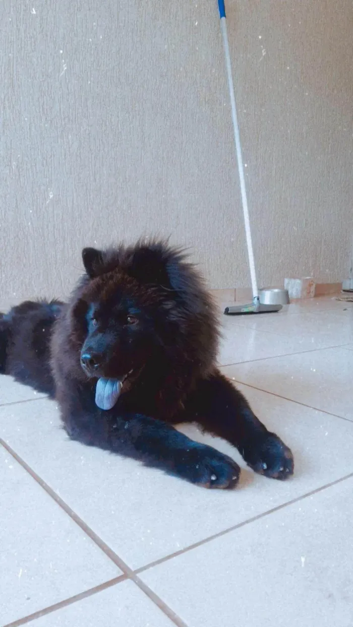 Cachorro ra a Chow Chow idade 3 anos nome Nego