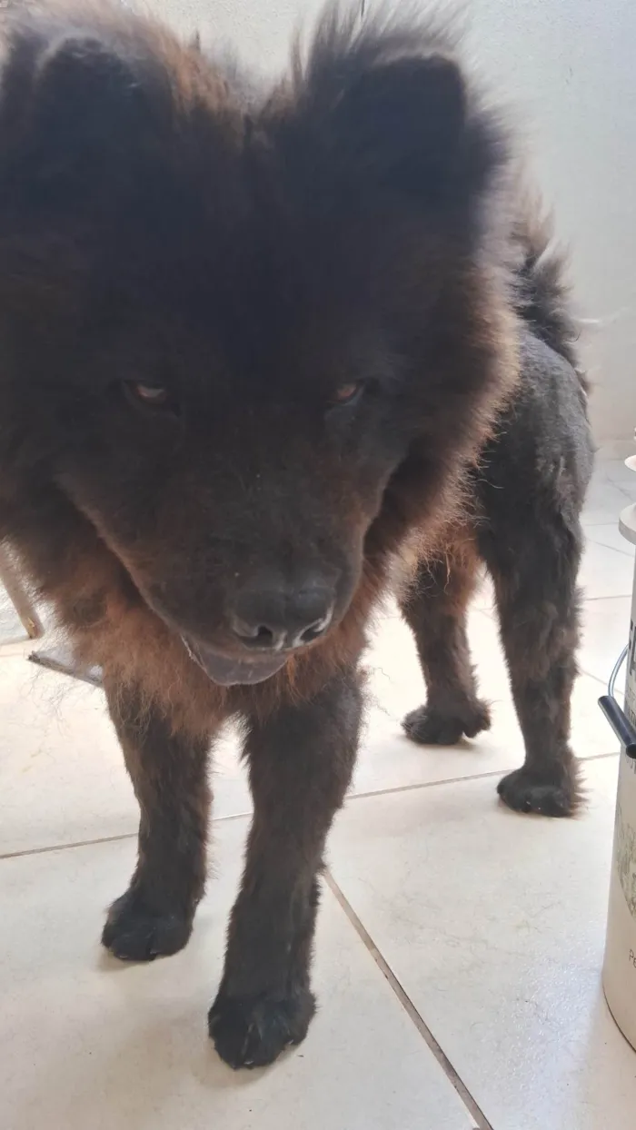 Cachorro ra a Chow Chow idade 3 anos nome Nego