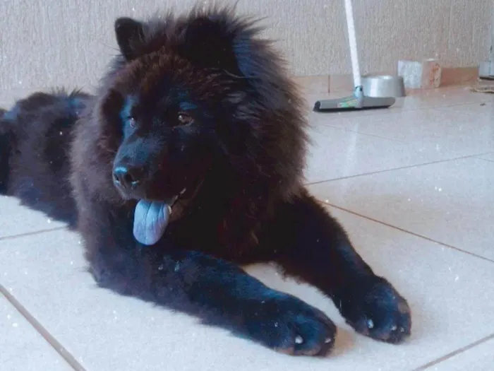 Cachorro ra a Chow Chow idade 3 anos nome Nego