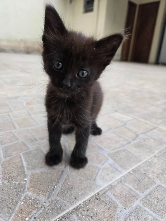 Gato ra a SRD-ViraLata idade Abaixo de 2 meses nome Cacau