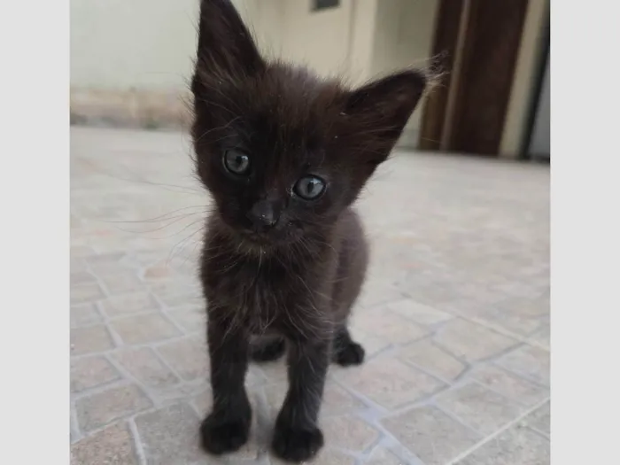 Gato ra a SRD-ViraLata idade Abaixo de 2 meses nome Cacau