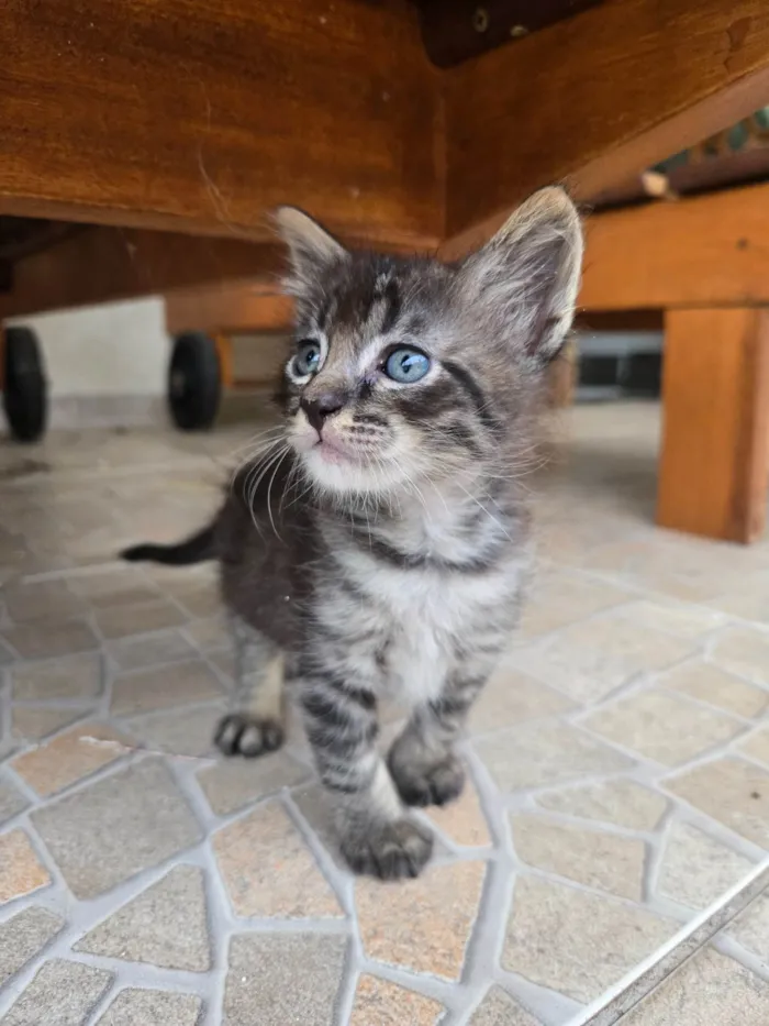 Gato ra a SRD-ViraLata idade Abaixo de 2 meses nome Moccha