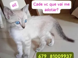 Gato raça SRD-ViraLata idade Abaixo de 2 meses nome Cinzinha