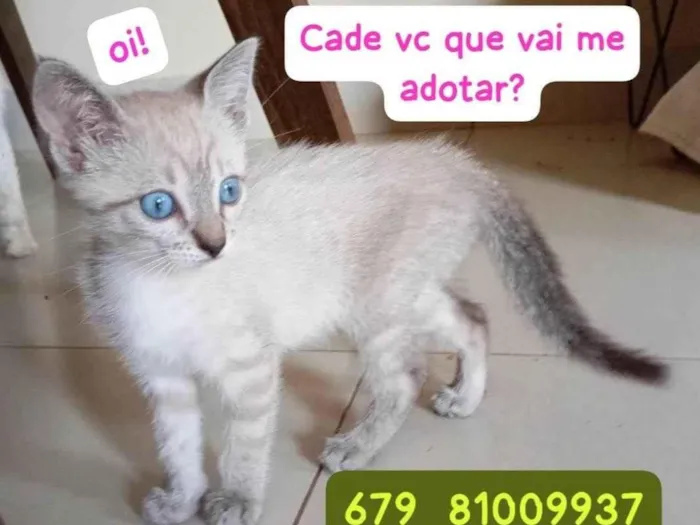 Gato ra a SRD-ViraLata idade Abaixo de 2 meses nome Cinzinha