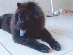 Cachorro raça Chow Chow idade 3 anos nome Nego