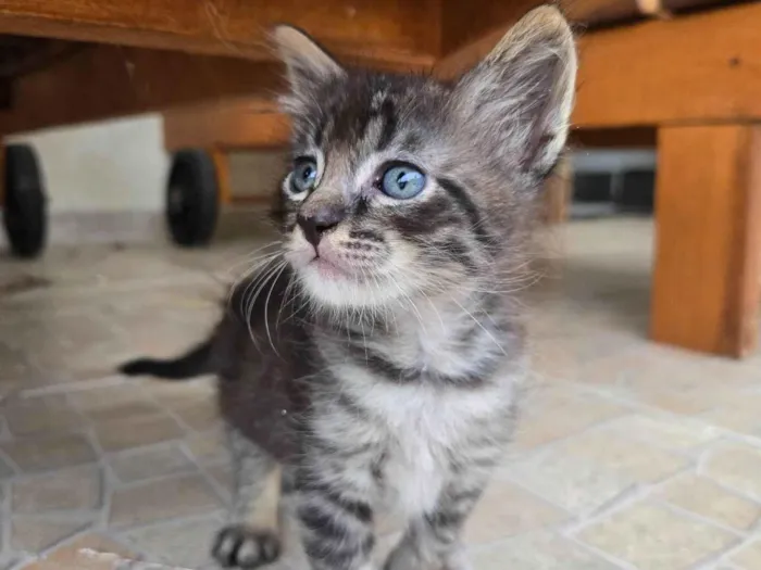 Gato ra a SRD-ViraLata idade Abaixo de 2 meses nome Moccha