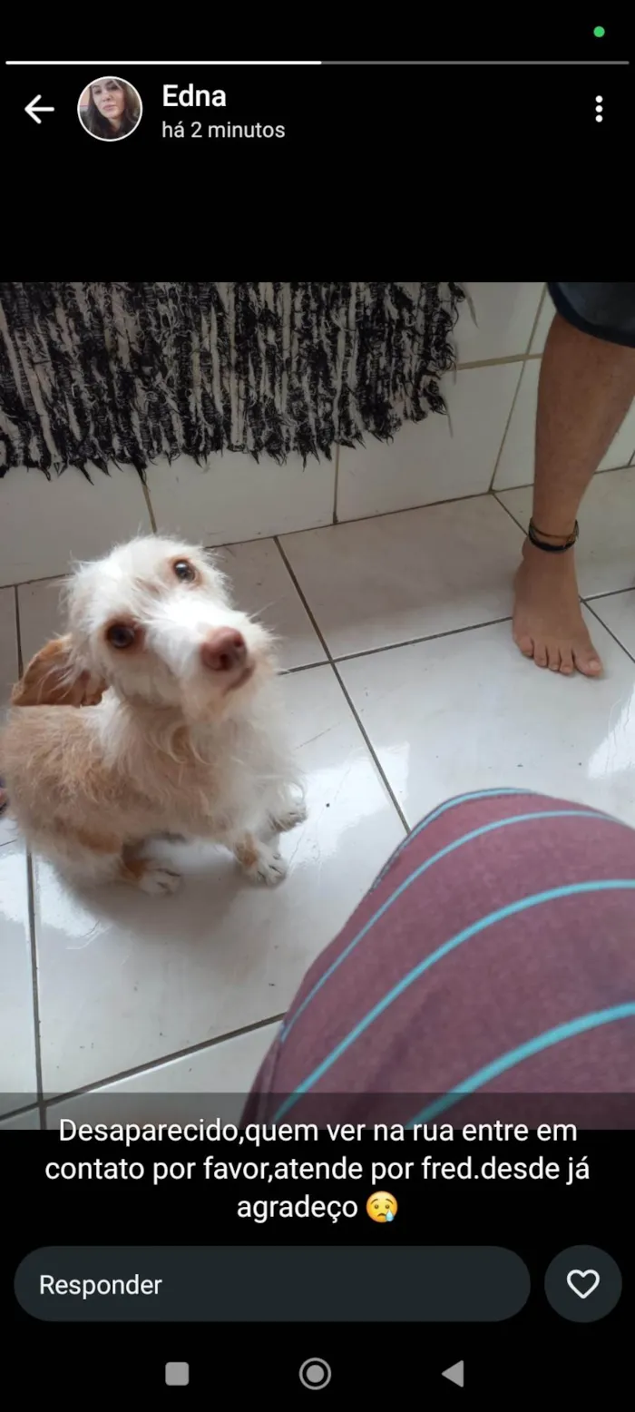 Cachorro ra a SRD-ViraLata idade 4 anos nome Fred 