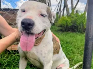 Cachorro raça Pit-Bull idade 2 anos nome Theo 