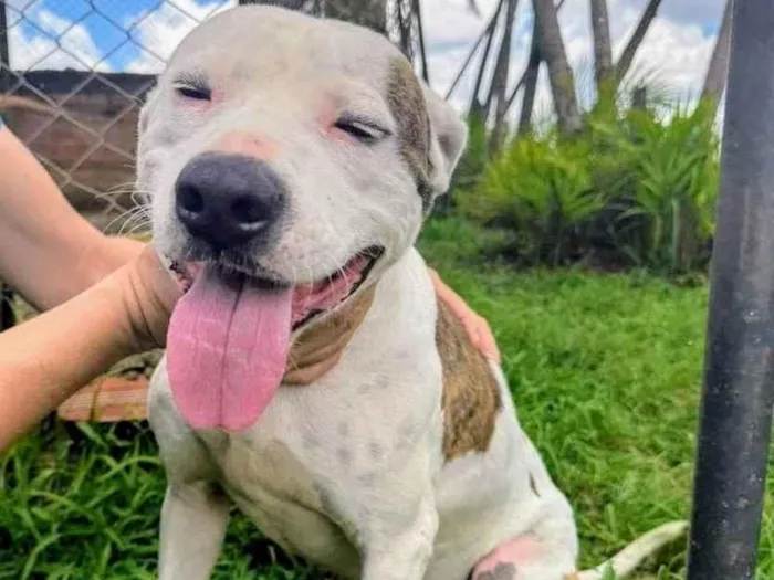 Cachorro ra a Pit-Bull idade 2 anos nome Theo 