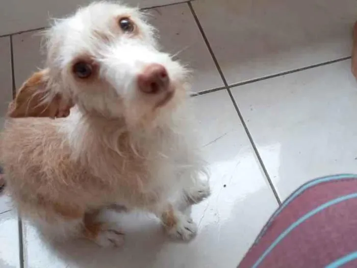 Cachorro ra a SRD-ViraLata idade 4 anos nome Fred 