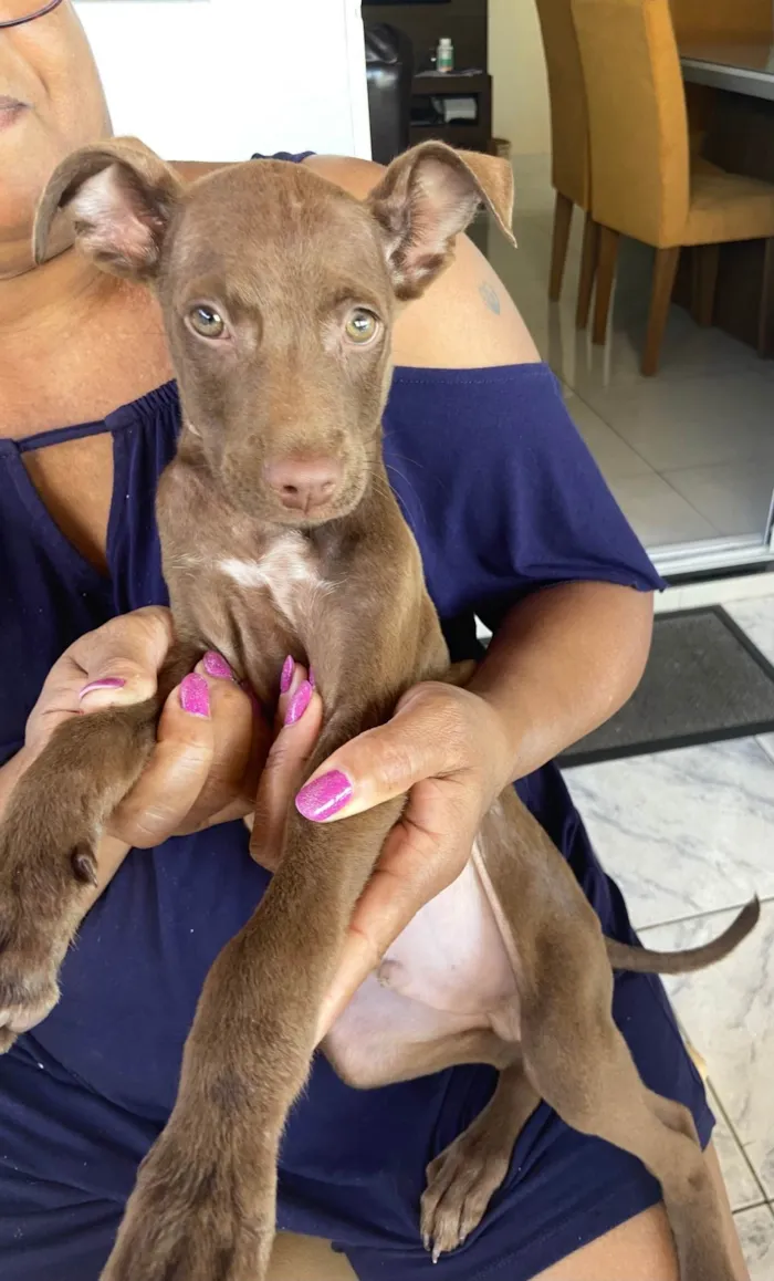 Cachorro ra a SRD-ViraLata idade 2 a 6 meses nome Chocolate 