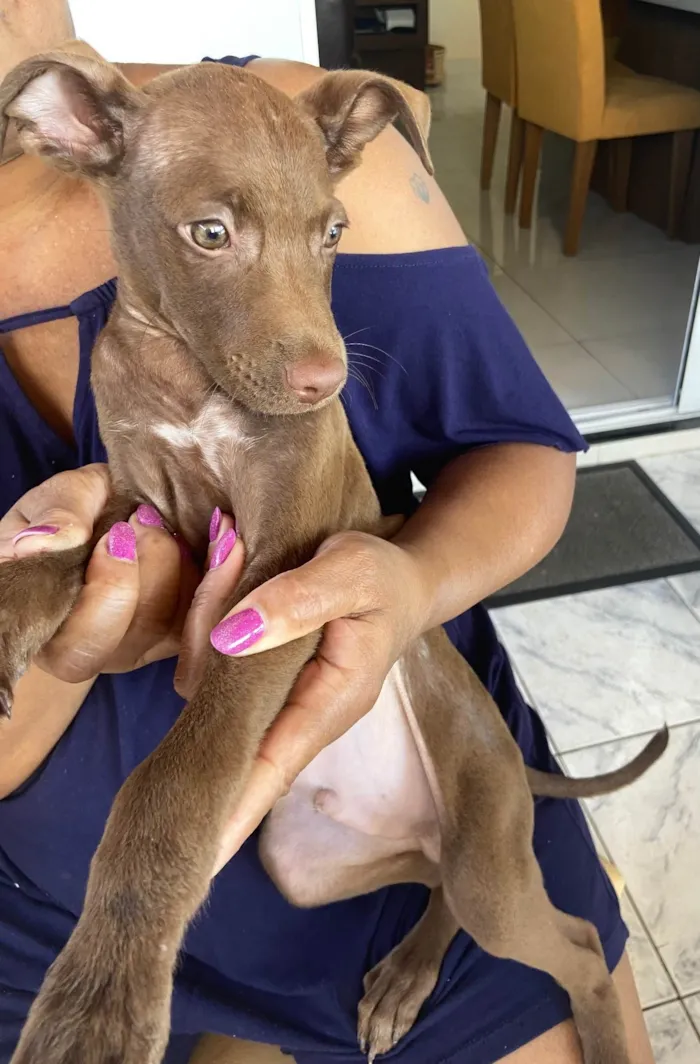 Cachorro ra a SRD-ViraLata idade 2 a 6 meses nome Chocolate 