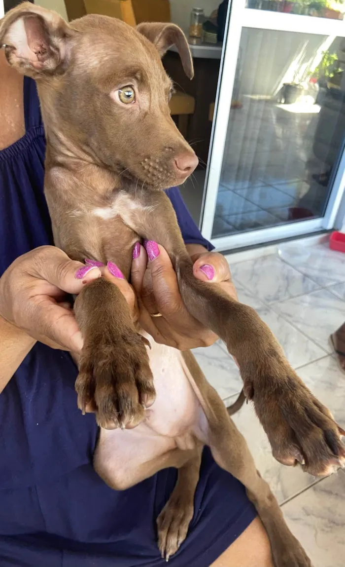 Cachorro ra a SRD-ViraLata idade 2 a 6 meses nome Chocolate 