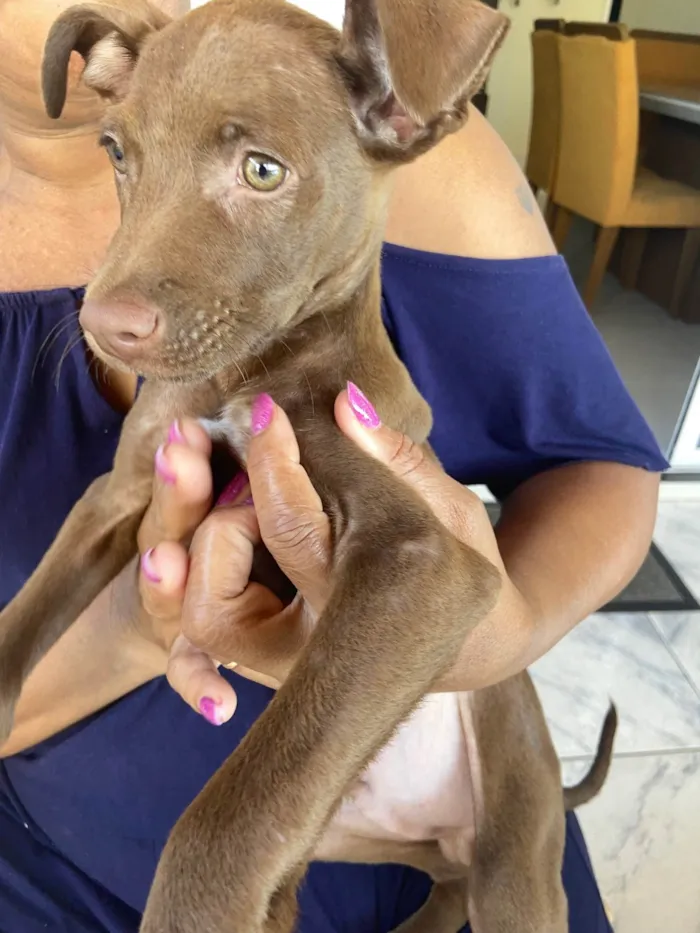 Cachorro ra a SRD-ViraLata idade 2 a 6 meses nome Chocolate 