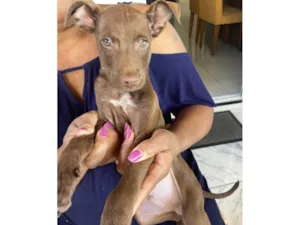 Cachorro raça SRD-ViraLata idade 2 a 6 meses nome Chocolate 