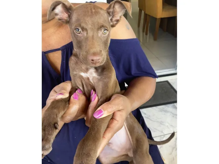 Cachorro ra a SRD-ViraLata idade 2 a 6 meses nome Chocolate 