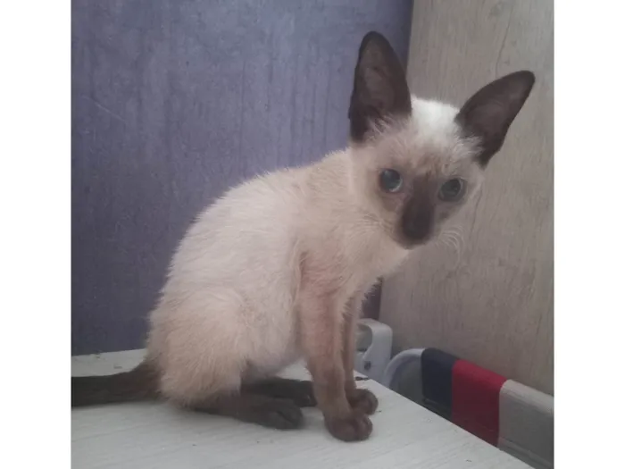 Gato ra a Siamês idade 2 a 6 meses nome MiuMiu