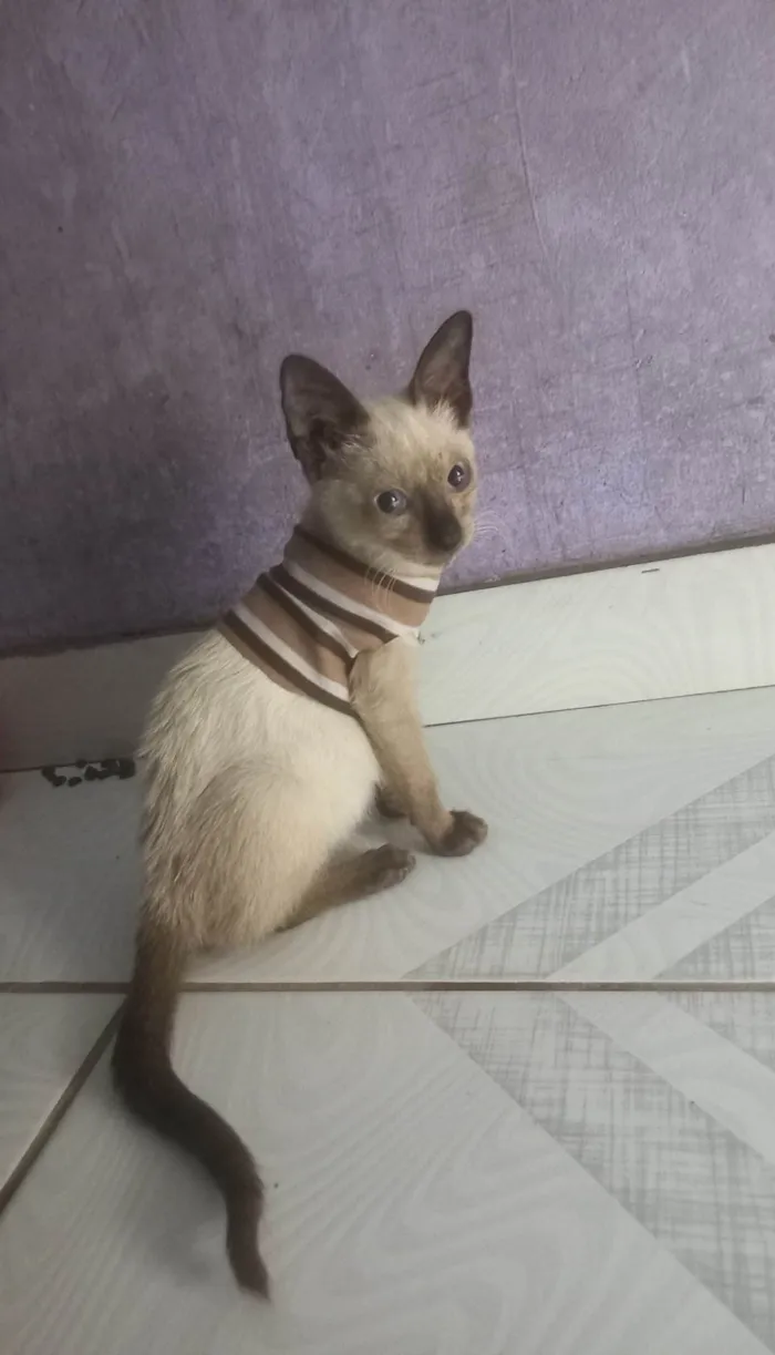 Gato ra a Siamês idade 2 a 6 meses nome MiuMiu