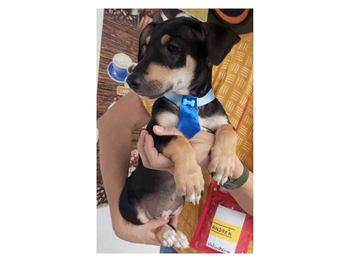 Cachorro ra a SRD-ViraLata idade Abaixo de 2 meses nome Huguinho