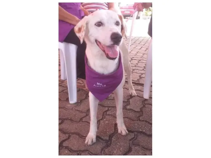 Cachorro ra a SRD-ViraLata idade 4 anos nome Branquinha