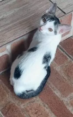 Gato ra a SRD-ViraLata idade 7 a 11 meses nome Gordinha