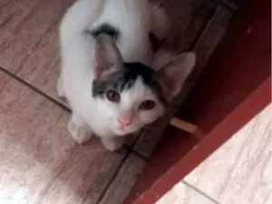 Gato raça SRD-ViraLata idade 7 a 11 meses nome Gordinha