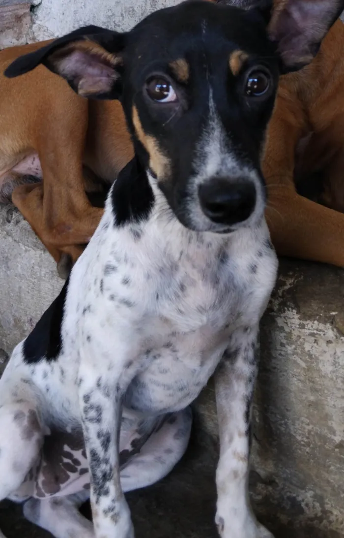 Cachorro ra a SRD-ViraLata idade 1 ano nome Belinha