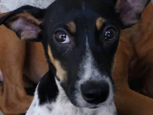 Cachorro raça SRD-ViraLata idade 1 ano nome Belinha