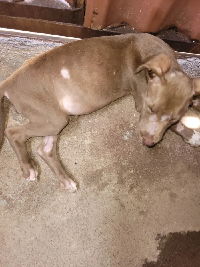 Cachorro ra a SRD-ViraLata idade 2 a 6 meses nome Bella