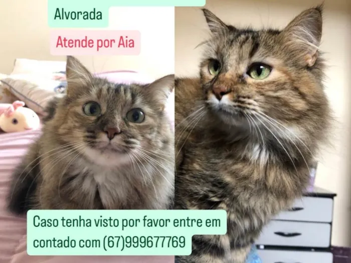 Gato ra a SRD-ViraLata idade 4 anos nome Aia