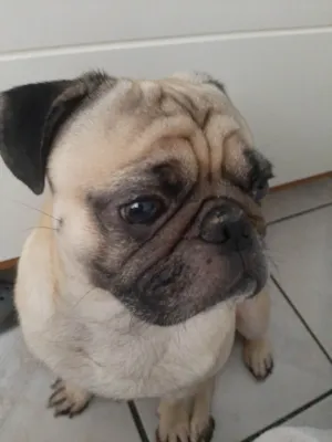 Cachorro raça Bulldog idade 2 anos nome Pitter