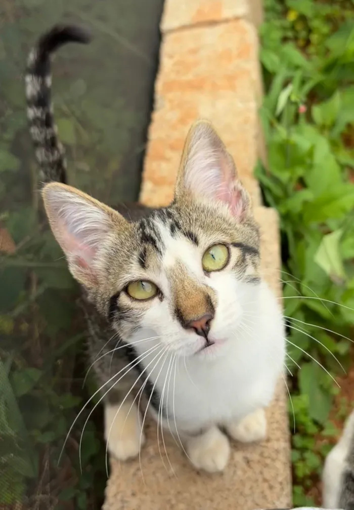 Gato ra a SRD-ViraLata idade 2 a 6 meses nome Ainda sem nome